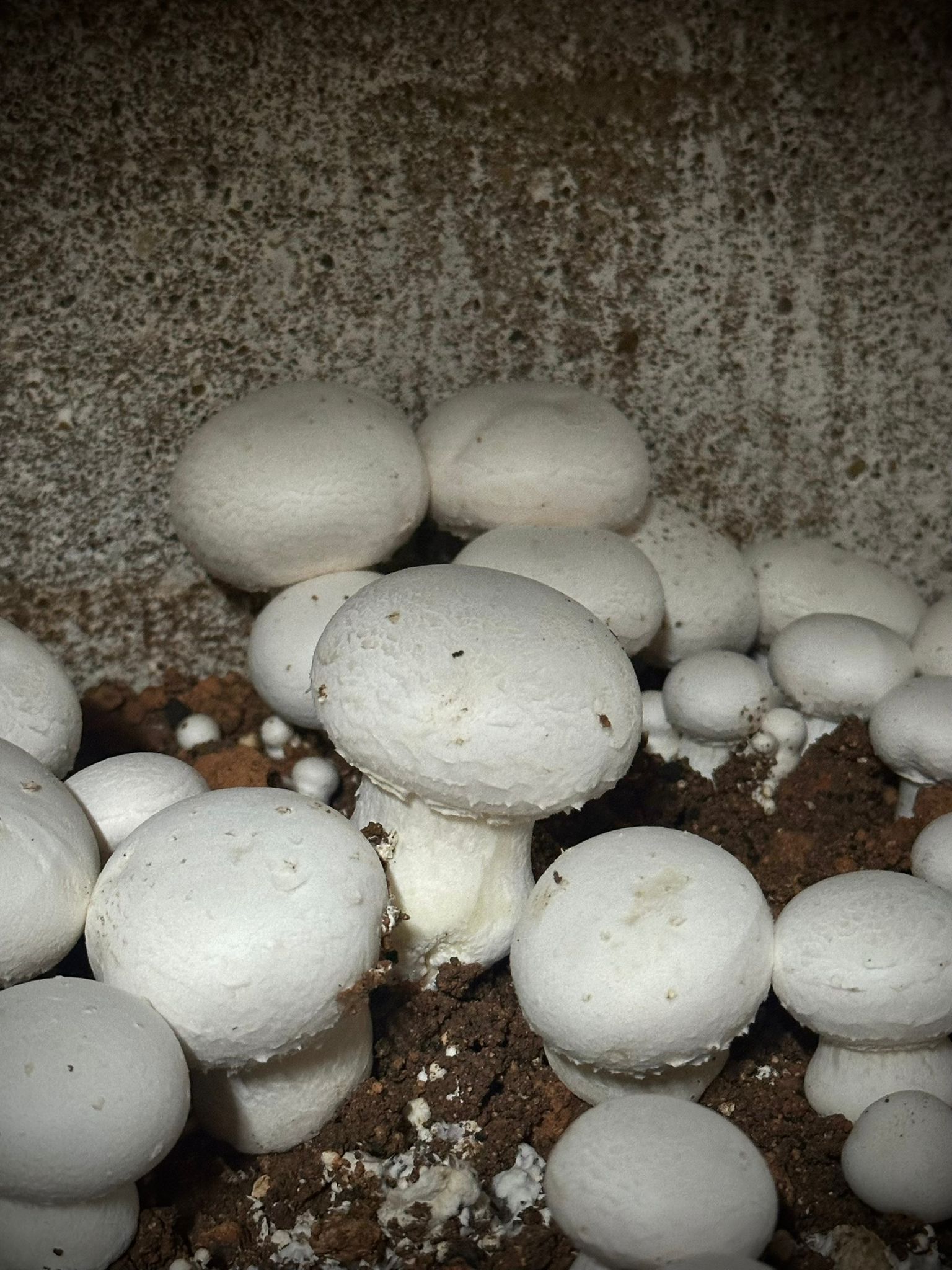 Inicio 3 IMG 20260128 WA0012