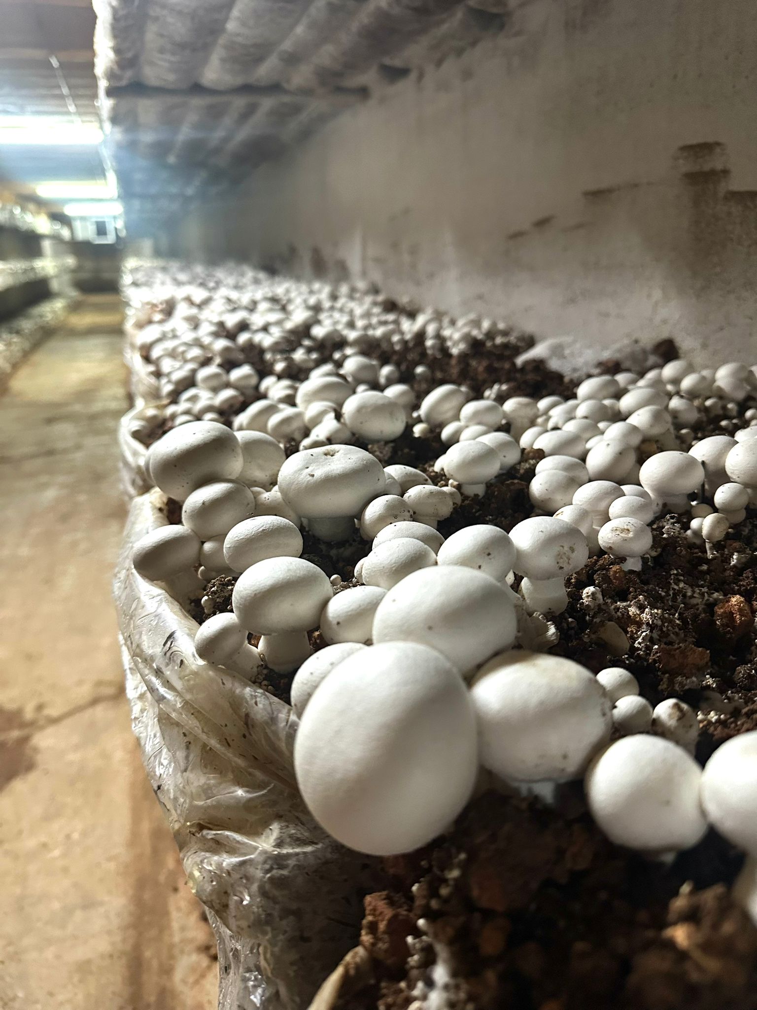 Inicio 6 IMG 20260128 WA0013