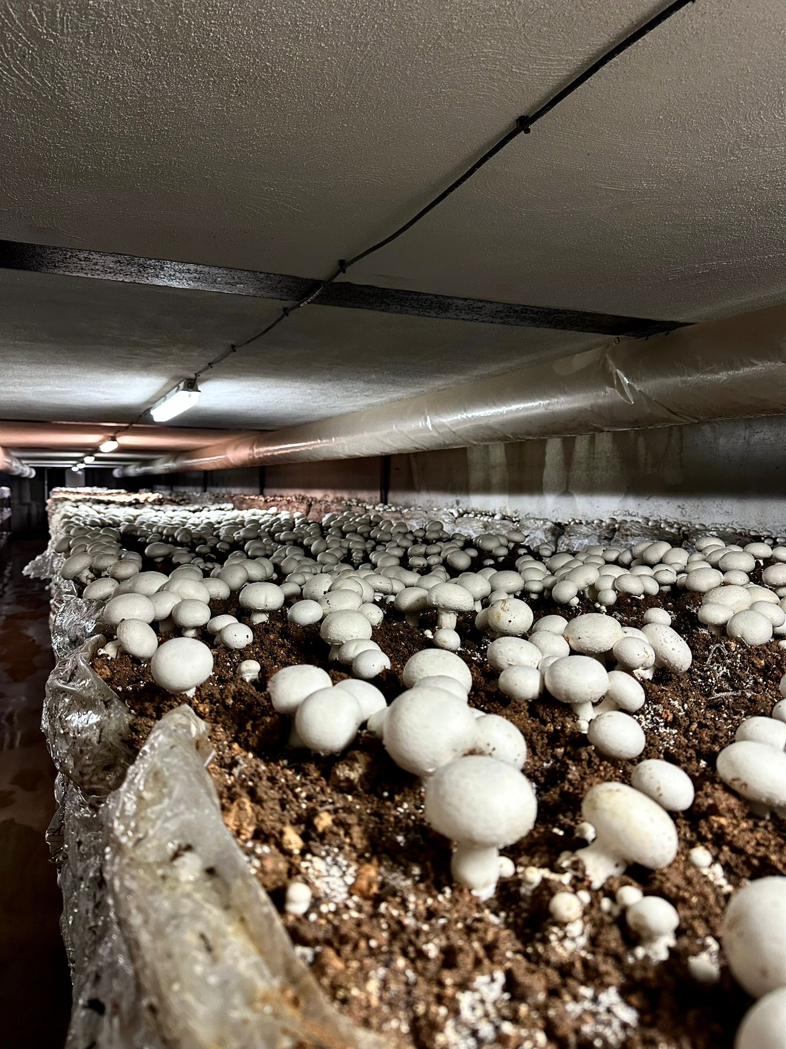 Inicio 5 IMG 20260128 WA0022